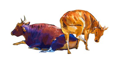 Beyaz arka plan üzerinde izole buffalo