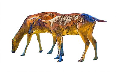 Geyik beyaz arkaplanda izole edildi