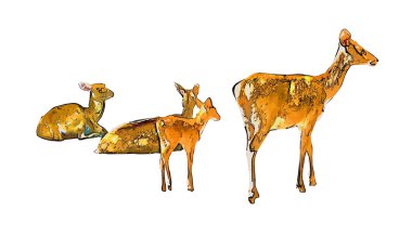 Geyik beyaz arkaplanda izole edildi