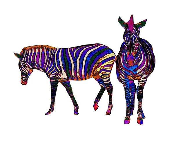 Zebra isolated on white background — Stock Photo, Image