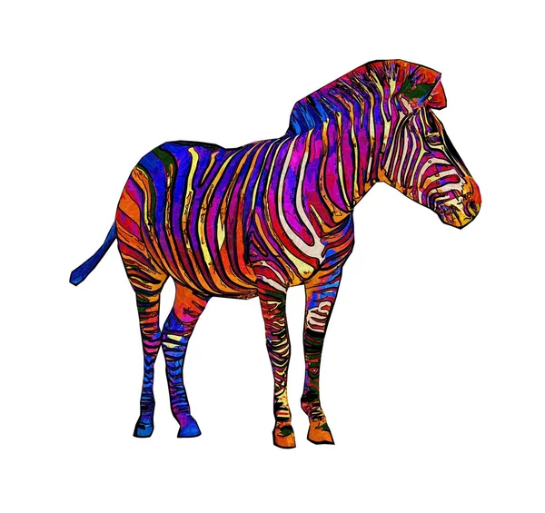 stock image Zebra isolated on white background