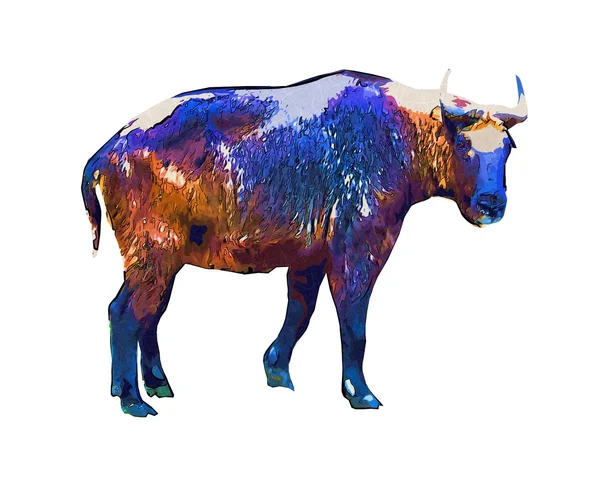 Búfalo isolado no fundo branco — Fotografia de Stock