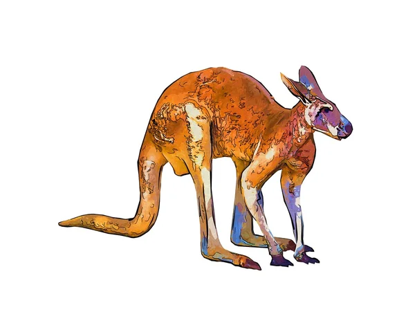 Kangaroo isolerad på vit bakgrund — Stockfoto