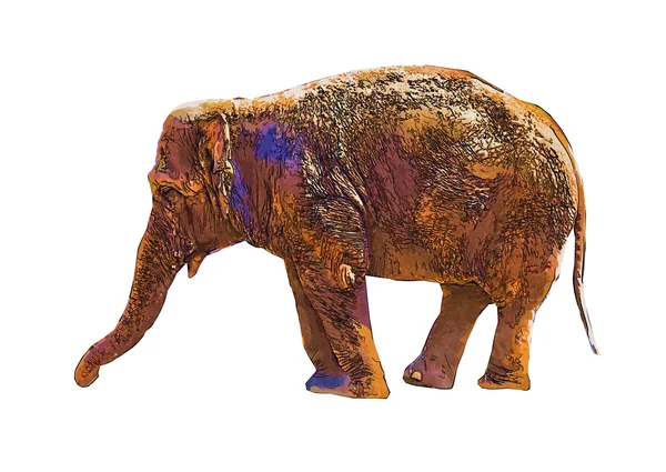 Elefant isoliert auf weißem Hintergrund — Stockfoto