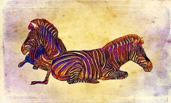 Винтажная художественная иллюстрация зебры — стоковое фото