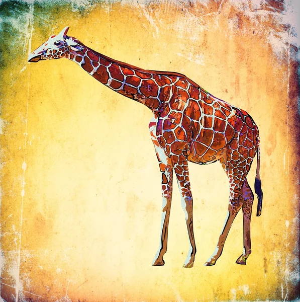 Giraff vintage konst illustration — Stockfoto