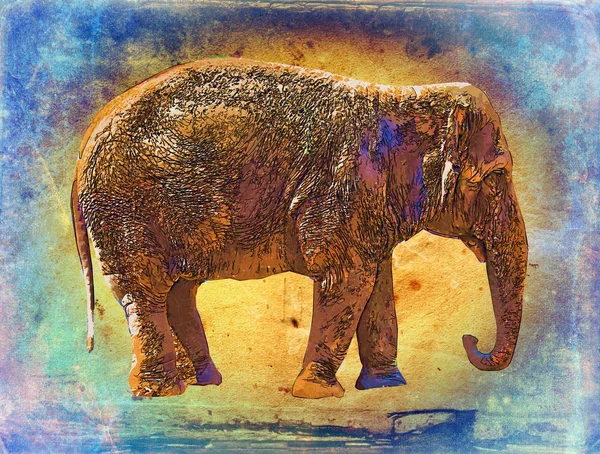 Elefant vintage konst illustration — Stockfoto