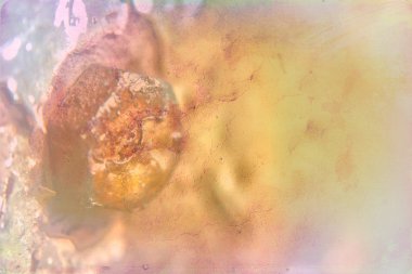 Grungy fırça sarı metal pirinç plaka