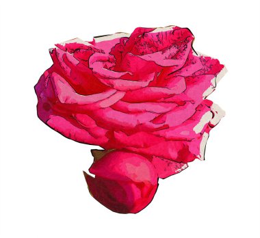 Çiçek illüstrasyon izole makro stili