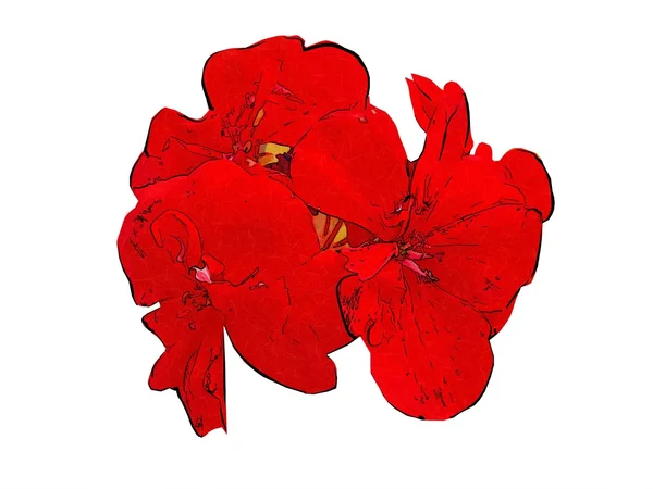 Çiçek illüstrasyon izole makro stili — Stok fotoğraf