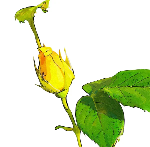 Blomma illustration makro stil isolerade — Stockfoto