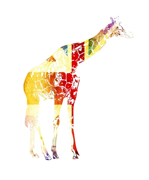 Żyrafa Flaga na białym tle na białym tle — Zdjęcie stockowe
