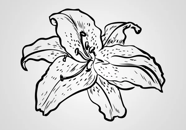 Blume Illustration auf anderem Hintergrund — Stockfoto