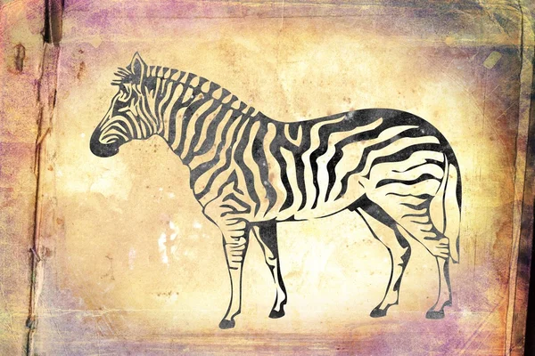 Zebra isolado no fundo do vintage ilustração . — Fotografia de Stock