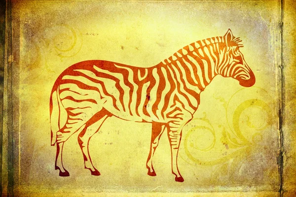 Zebra isolado no fundo do vintage ilustração . — Fotografia de Stock