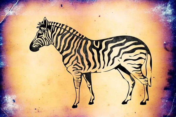 Zebra na białym tle na tło vintage. — Zdjęcie stockowe