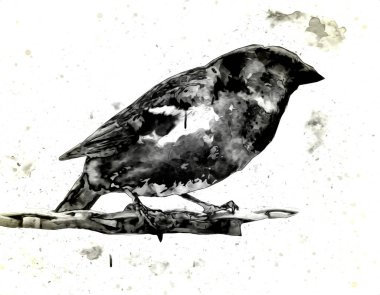 Serçe kuşu klasik illüstrasyon sanatı eskiz çiziyor antika eski
