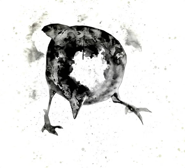 Wróbel Ptak Vintage Ilustracja Sztuka Rysunek Szkic Antyczny Retro Stary — Zdjęcie stockowe