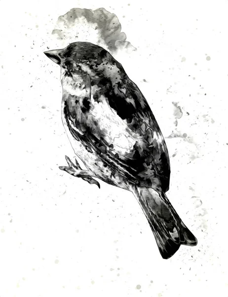 Винтажные Иллюстрации Воробьи Птицы Рисунок Антикварный Ретро — стоковое фото