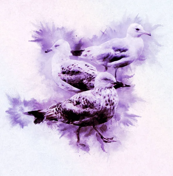 Білий Атлантичний Птах Літає Небі Пляжкова Чайка Морські Птахи Ілюстрації — стокове фото