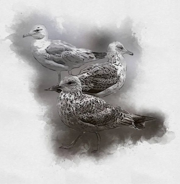 Atlantic White Seabird Fly Sky Beach Seagull Sea Birds Gull — Stock Photo, Image