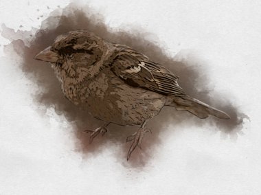 Serçe kuşu klasik illüstrasyon sanatı eskiz çiziyor antika eski