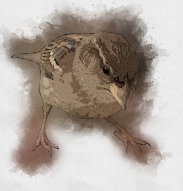 Serçe kuşu klasik illüstrasyon sanatı eskiz çiziyor antika eski