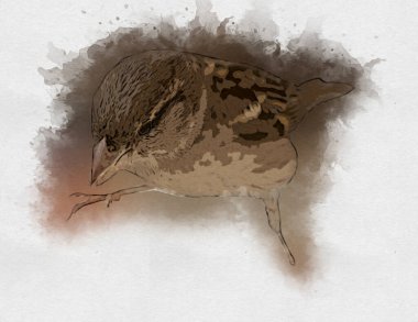 Serçe kuşu klasik illüstrasyon sanatı eskiz çiziyor antika eski