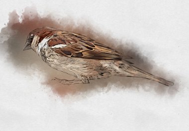 Serçe kuşu klasik illüstrasyon sanatı eskiz çiziyor antika eski