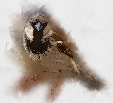 Serçe kuşu klasik illüstrasyon sanatı eskiz çiziyor antika eski