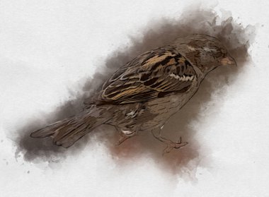 Serçe kuşu klasik illüstrasyon sanatı eskiz çiziyor antika eski