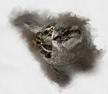 Serçe kuşu klasik illüstrasyon sanatı eskiz çiziyor antika eski