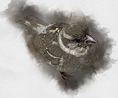 Serçe kuşu klasik illüstrasyon sanatı eskiz çiziyor antika eski