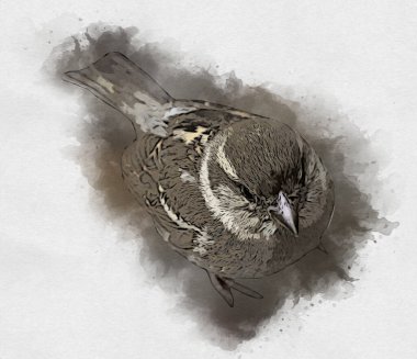 Serçe kuşu klasik illüstrasyon sanatı eskiz çiziyor antika eski