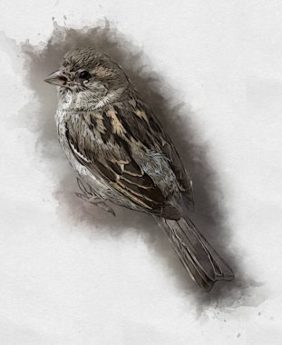 Serçe kuşu klasik illüstrasyon sanatı eskiz çiziyor antika eski