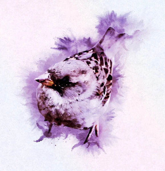 Sparrow Pássaro Ilustração Vintage Arte Desenho Esboço Antigo Retro Velho — Fotografia de Stock