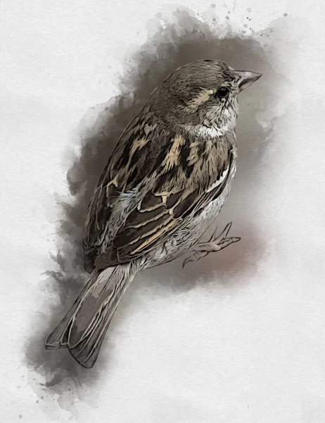 雀鳥ヴィンテージイラストアートスケッチアンティークレトロ古い — ストック写真