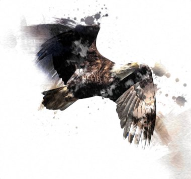 Kel kartal el çizimi ve beyaz arkaplan çizimi üzerine çullanır