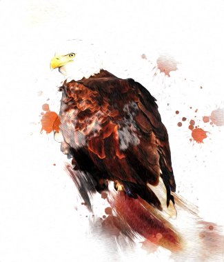 Kel kartal el çizimi ve beyaz arkaplan çizimi üzerine çullanır