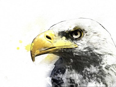 Kel kartal el çizimi ve beyaz arkaplan çizimi üzerine çullanır