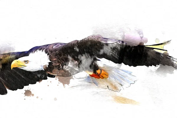 Bald Eagle Swoop Lądowania Strony Rysunku Farby Białym Tle Ilustracji — Zdjęcie stockowe