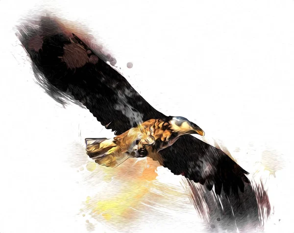 Orel Bělohlavý Švih Přistání Ručně Kreslit Malovat Bílém Pozadí Ilustrace — Stock fotografie