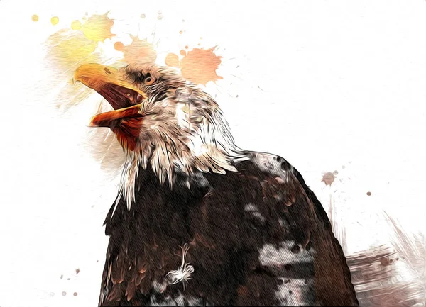 Bald Eagle Swoop Lądowania Strony Rysunku Farby Białym Tle Ilustracji — Zdjęcie stockowe