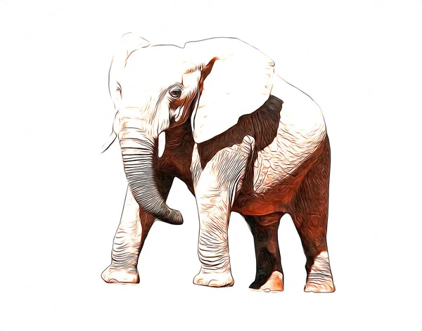 Elephant Τέχνη Εικονογράφηση Ρετρό Αντίκα Παλιά — Φωτογραφία Αρχείου