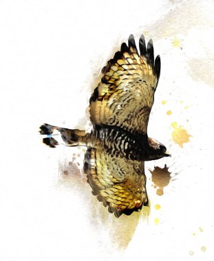 Falcon, arka plan illüstrasyonuna el çizimi ve boya rengi, şahin klasik retro