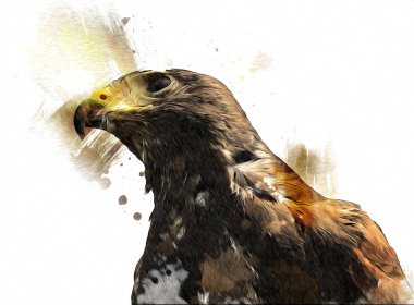 Falcon, arka plan illüstrasyonuna el çizimi ve boya rengi, şahin klasik retro