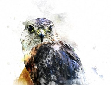 Falcon, arka plan illüstrasyonuna el çizimi ve boya rengi, şahin klasik retro