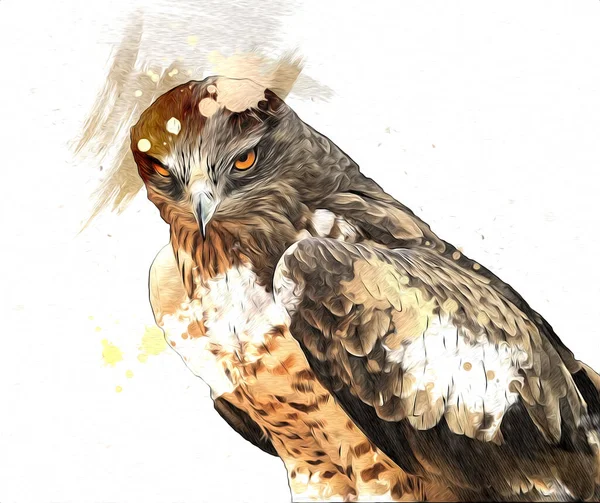 Falcon Landung Swoop Handzeichnung Und Farbe Auf Hintergrund Illustration Hawk — Stockfoto