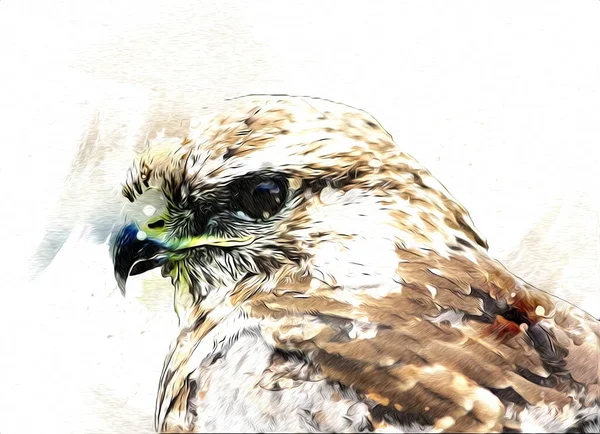 Falcon Přistání Swoop Ruční Kreslení Barvy Pozadí Ilustrace Hawk Vintage — Stock fotografie