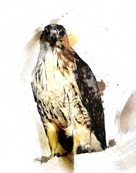 Falcon Aterrizaje Swoop Mano Dibujar Pintar Color Ilustración Fondo Halcón —  Fotos de Stock